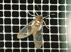 Pheia lateralis