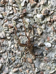 Eratigena