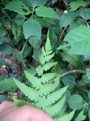 Thelypteridaceae