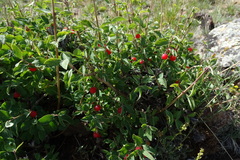 Lonicera microphylla