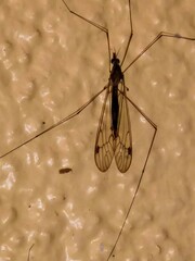 Megistocera