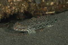 Istigobius decoratus
