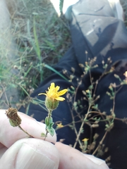 Pulicaria paludosa
