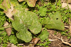Golovinomyces cichoracearum