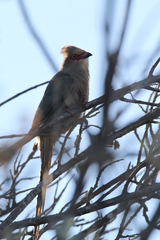 Urocolius indicus indicus