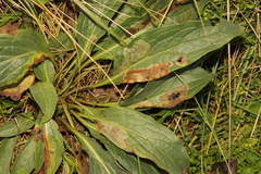 Cynoglossum officinale