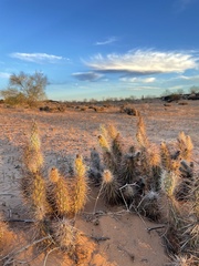 Grusonia kunzei