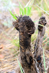 Xerophyta retinervis