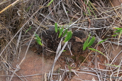 Xerophyta retinervis
