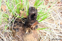 Xerophyta retinervis