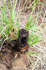 Xerophyta retinervis