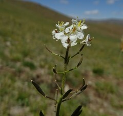Smelowskia alba