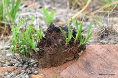 Xerophyta retinervis