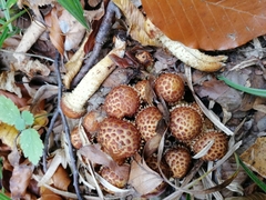 Pholiota adiposa