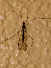 Megistocera