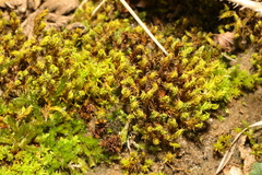 Syntrichia ruraliformis