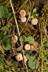Tulostoma brumale