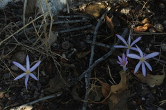 Colchicum stevenii