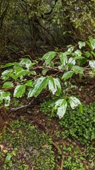 Rhamnus nakaharai