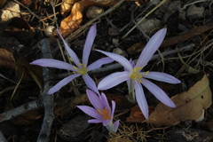Colchicum stevenii