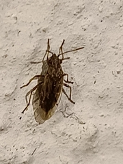 Nysius