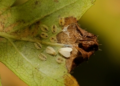 Siphoninus phillyreae