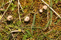Tulostoma brumale
