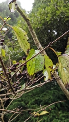 Rhamnus nakaharai