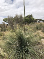 Xanthorrhoea caespitosa