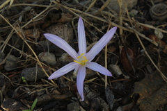 Colchicum stevenii