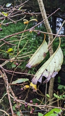 Rhamnus nakaharai