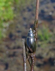 Aplexa hypnorum