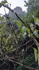 Rhamnus nakaharai