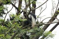 Colobus guereza occidentalis