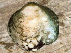 Unionidae