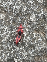 Probergrothius sanguinolens