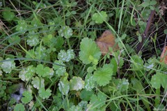 Geranium molle