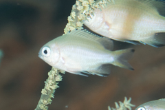 Azurina lepidolepis