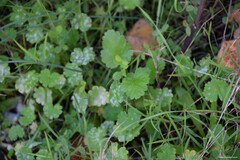 Geranium molle