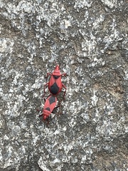 Probergrothius sanguinolens