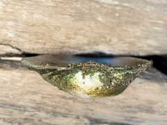 Unionidae