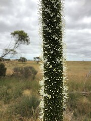 Xanthorrhoea caespitosa