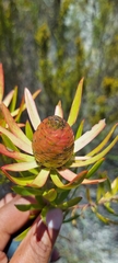 Leucadendron