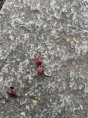 Probergrothius sanguinolens