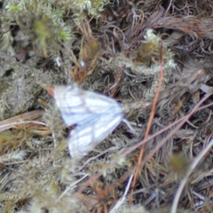 Thisanotia chrysonuchella