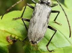 Pachydissus