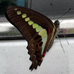 Graphium teredon