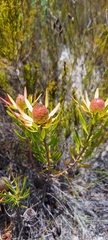 Leucadendron