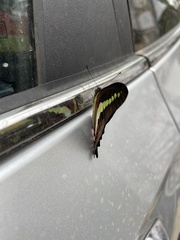 Graphium teredon