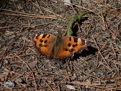 Nymphalis xanthomelas